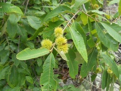 Castanea ozarkensis