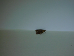 Mimaglossa nauplialis