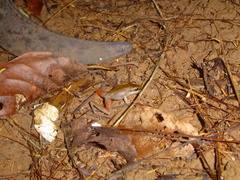 Craugastor talamancae