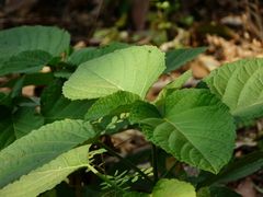 Clerodendrum infortunatum