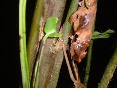 Diasporus diastema