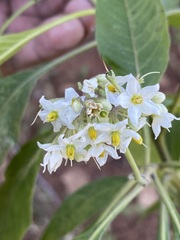 Solanum pubigerum