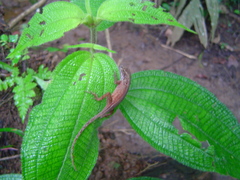 Anolis humilis