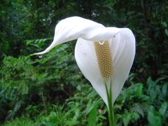 Spathiphyllum wallisii
