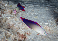 Nemateleotris decora