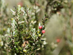 Acrothamnus hookeri