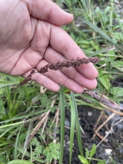 Eragrostis ciliaris