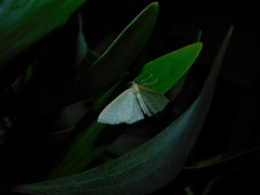 Poecilasthena pulchraria