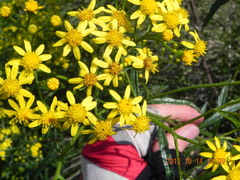 Senecio polyanthemoides