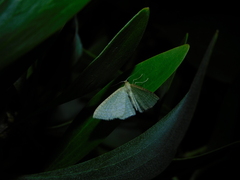 Poecilasthena pulchraria