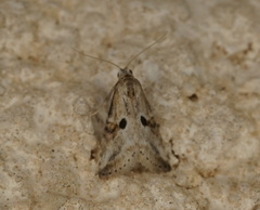 Zebeeba falsalis