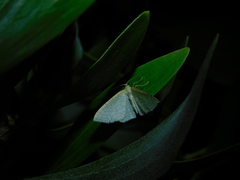 Poecilasthena pulchraria
