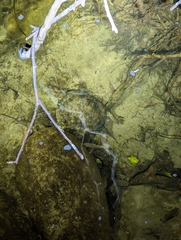 Actinemys marmorata pallida