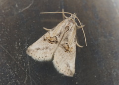 Zebeeba falsalis