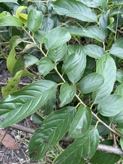 Rhamnus formosana