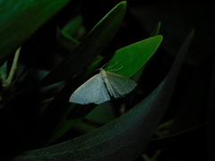 Poecilasthena pulchraria