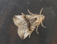 Zebeeba falsalis