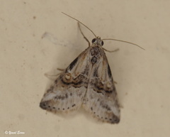 Zebeeba falsalis