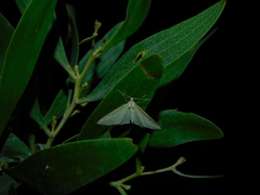 Poecilasthena pulchraria