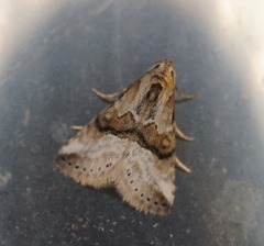 Zebeeba falsalis