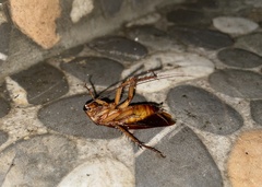 Periplaneta americana