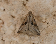 Zebeeba falsalis