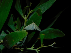 Poecilasthena pulchraria