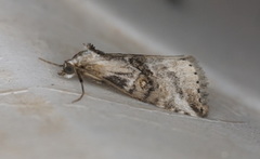 Zebeeba falsalis