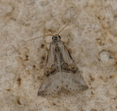 Zebeeba falsalis