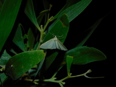 Poecilasthena pulchraria