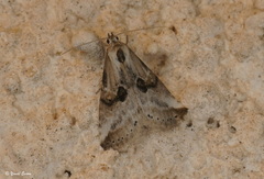 Zebeeba falsalis