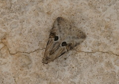 Zebeeba falsalis