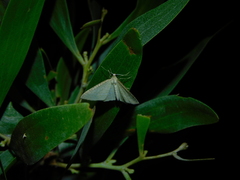 Poecilasthena pulchraria