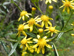 Senecio polyanthemoides