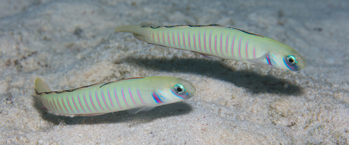 Zebra dartfish (Ptereleotris zebra) — Microdesmidae