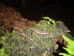 Anolis oxylophus