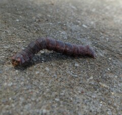 Lepidoptera