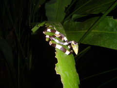Dipsas bicolor