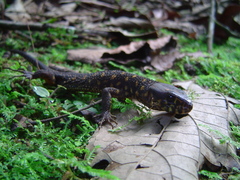 Lepidophyma flavimaculatum