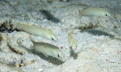 Ptereleotris microlepis