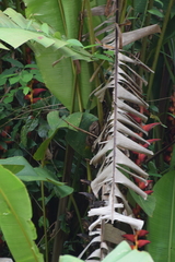 Heliconia pogonantha