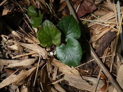 Geophila repens