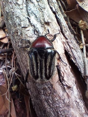 Trichaulax philipsii
