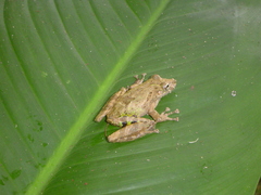 Scinax boulengeri
