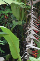 Heliconia pogonantha