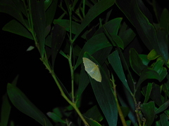 Poecilasthena pulchraria