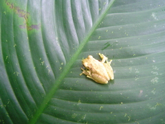 Dendropsophus phlebodes