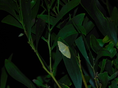 Poecilasthena pulchraria