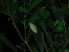 Poecilasthena pulchraria