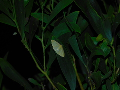 Poecilasthena pulchraria